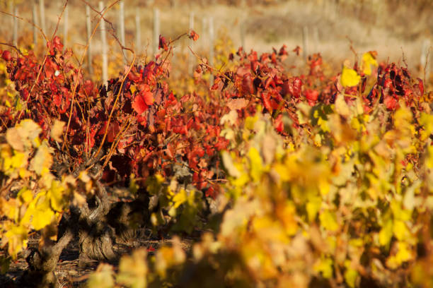 istock Multicolored vineyard in autumn time , Bierzo area, Castilla y Leon, Spain. 882871780