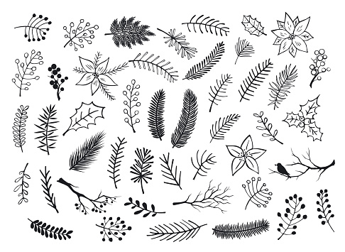 collection of hand drawn outlined and silhouettes winter foliage, branches twigs, flowers in black color