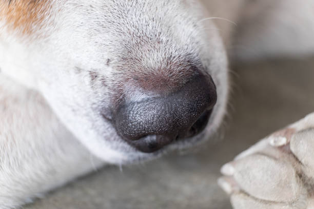 istock Close up dog black nose 882873904