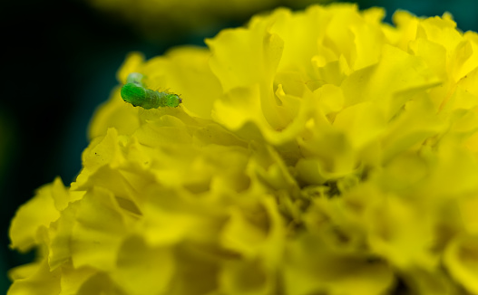 Small green worm and head bloom yellow marigold