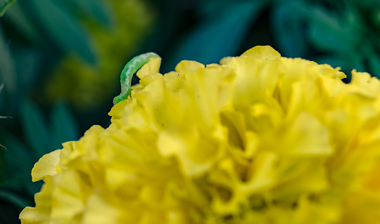 Small green worm and head bloom yellow marigold