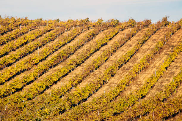 Rows of vines, vineyard hill in autumn, clear sky background. Winemaking area, Bierzo, Castilla y Leon, Spain.