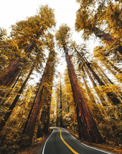 redwood forest in california