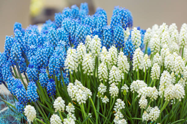 istock Many muscari blue and white flowers 882891234