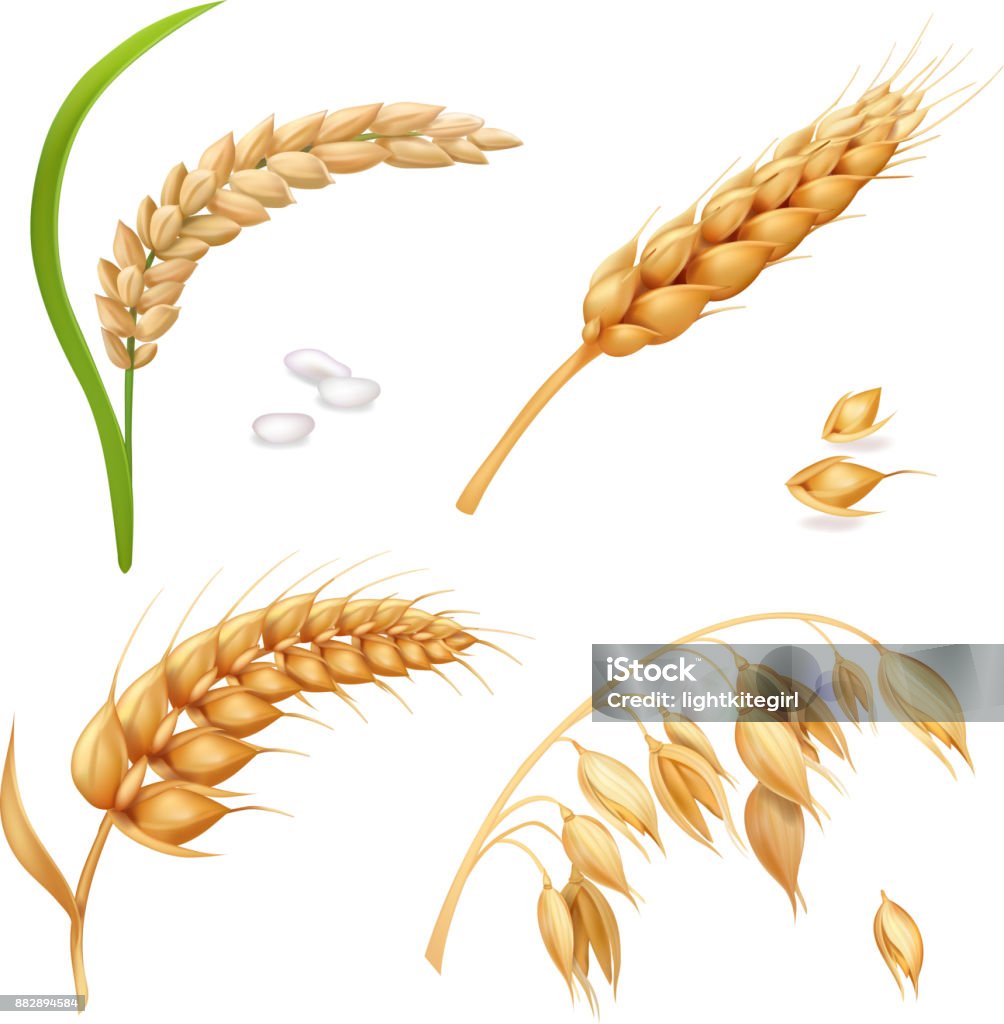 Wheat, barley, rice and oats. Ears vector set Wheat, barley, rice and oats. Ears vector realistic set Ear Of Wheat stock vector