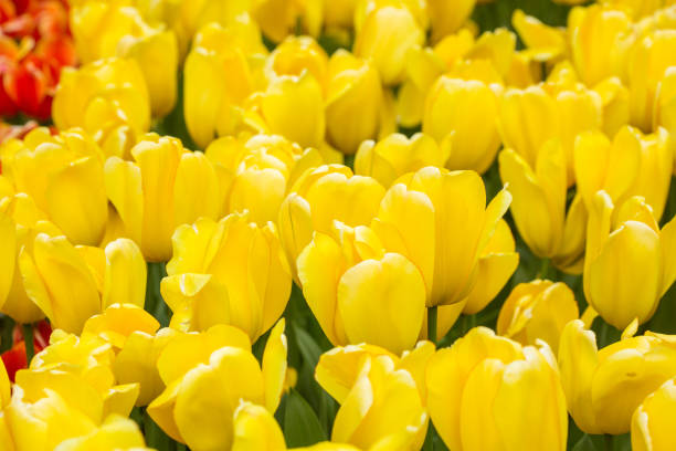 istock tulip yellow flowers, 882895674