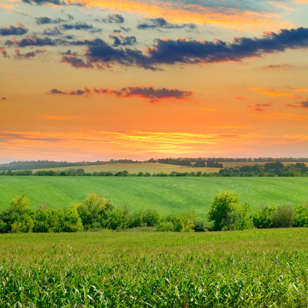 istock Agricultural landscape. Corn field and sun rise on blue sky. 882898226