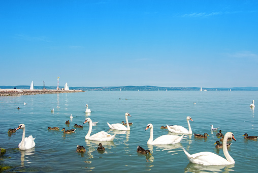 Landscape with swans, seagulls and ducks in the Daugava river. In the background is the island of Zakusala with a television tower