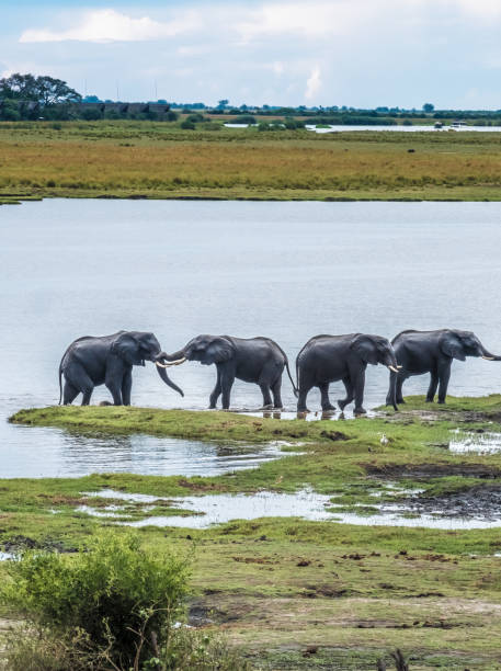 istock Large elephant herd taking a bath in the Chove river, Chobe Riverfront, Serondela, Chobe National Park, Botswana 882901552