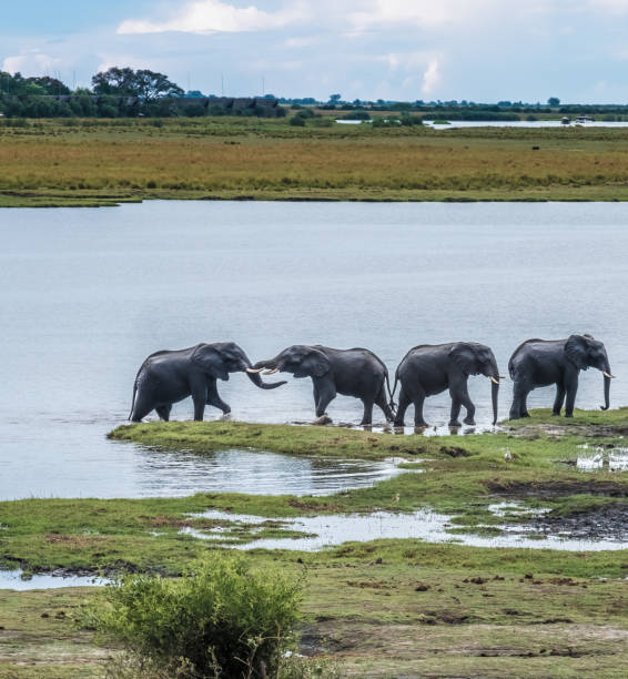 istock Large elephant herd taking a bath in the Chove river, Chobe Riverfront, Serondela, Chobe National Park, Botswana 882902262