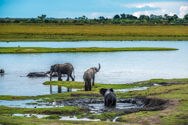 istock Large elephant herd taking a bath in the Chove river, Chobe Riverfront, Serondela, Chobe National Park, Botswana 882902844