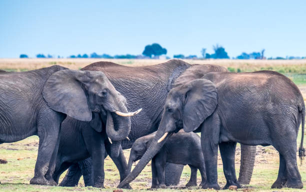 istock Large elephant herd taking a bath in the Chove river, Chobe Riverfront, Serondela, Chobe National Park, Botswana 882905768