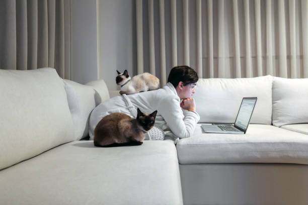 donna che lavora da casa con i gatti - yoga business women living room foto e immagini stock