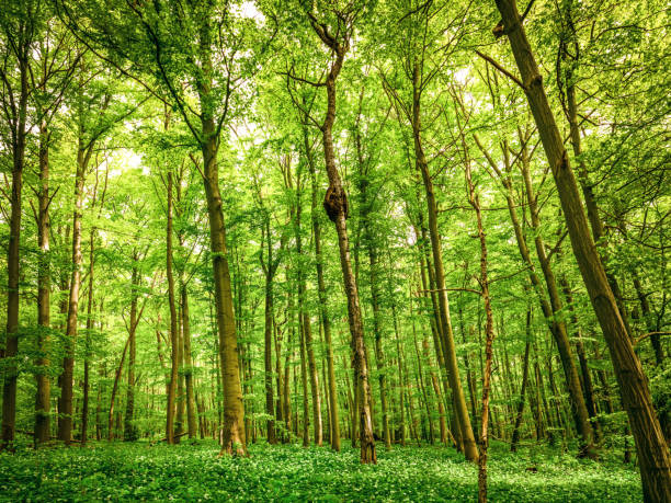 foresta soleggiata con aglio di legno in fiore - beech tree wilderness area forest log foto e immagini stock