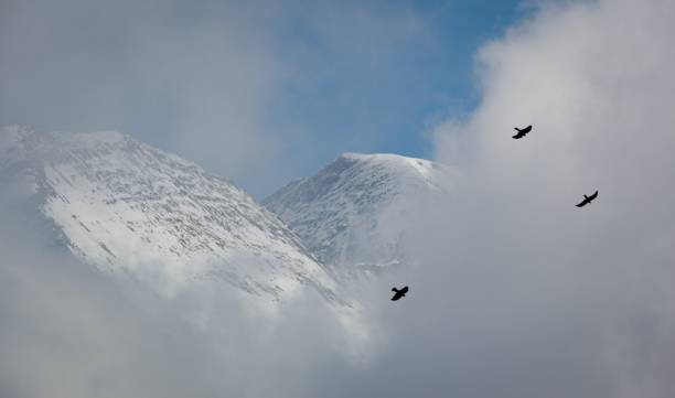 istock Two birds flying in front of a cloud in the mountains 882926758