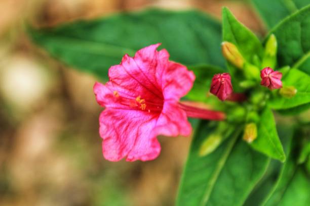 istock Pink impatiens flower 882929240