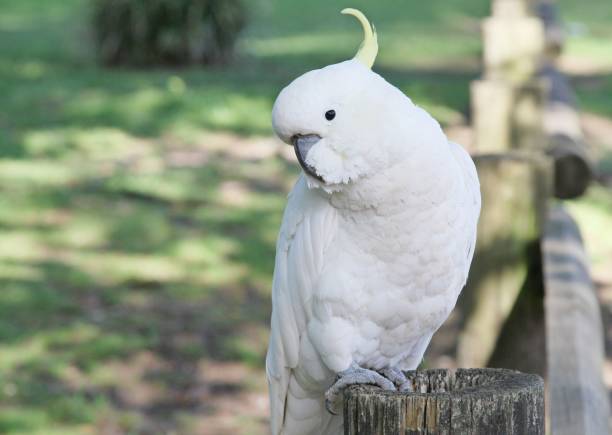 istock Sulphur-crested Cockatoo perched on fence 882940366