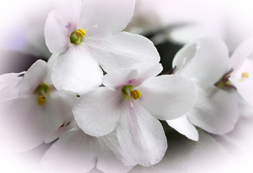 Close-up of beautiful white violet flowers