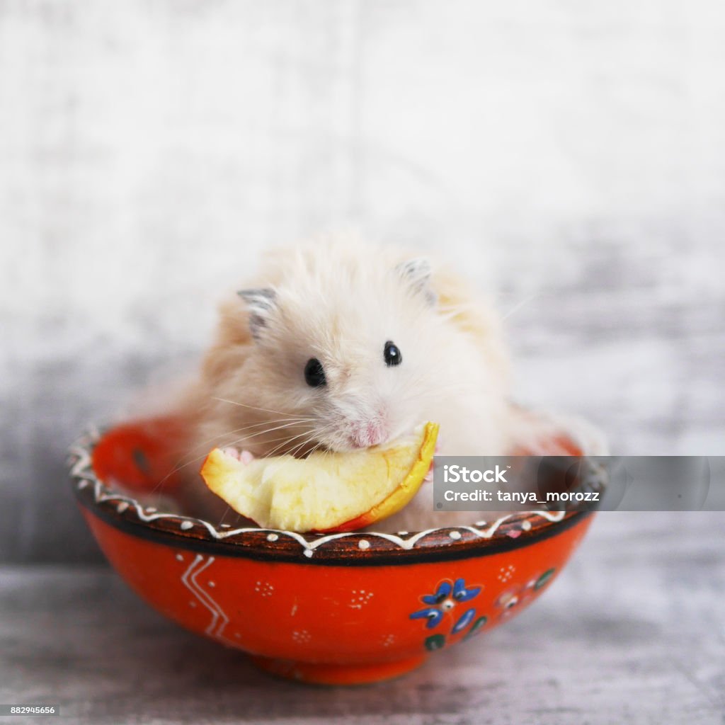 Một Con Chuột Hamster Lông Xù Đang Ngồi Trong Một Chiếc Cốc Màu ...