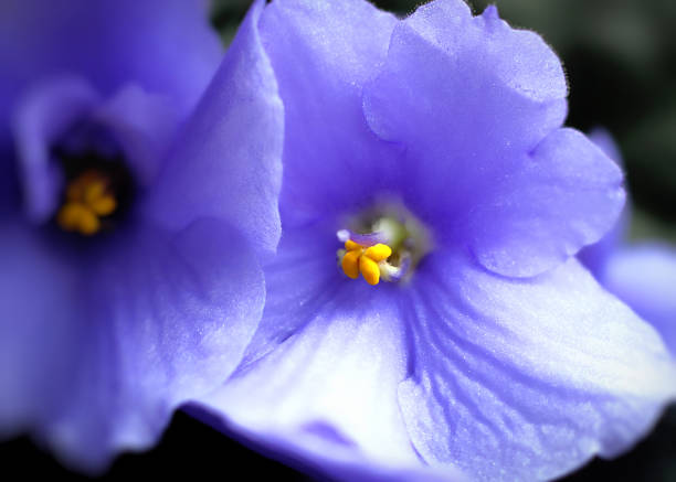 istock Beautiful violet flowers 882945658