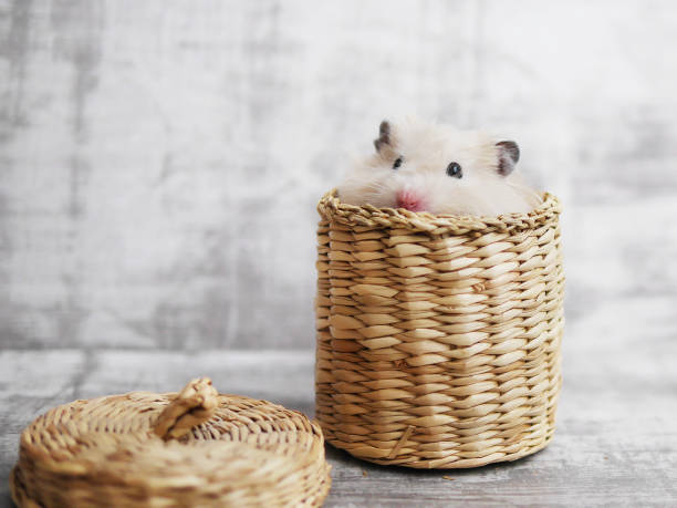 ein niedlicher flauschiger hamster schaut aus einem weidenkorb. gray gebleicht hintergrund. lustige tiere. grußkarte mit einem tier. - animal nose fotos stock-fotos und bilder