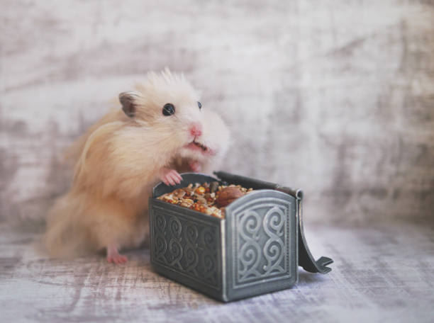 Funny furry hamster has large cheek. Hamster eats food.