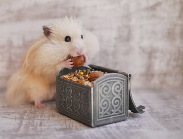 Funny furry hamster has large cheek. Hamster eats food.