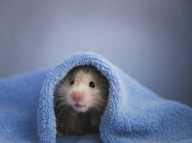 Syrian Hamster Stock Photos, Pictures & Royalty-Free Images - iStock Syrian Hamster Stock Photos, Pictures & Royalty-Free Images - iStock