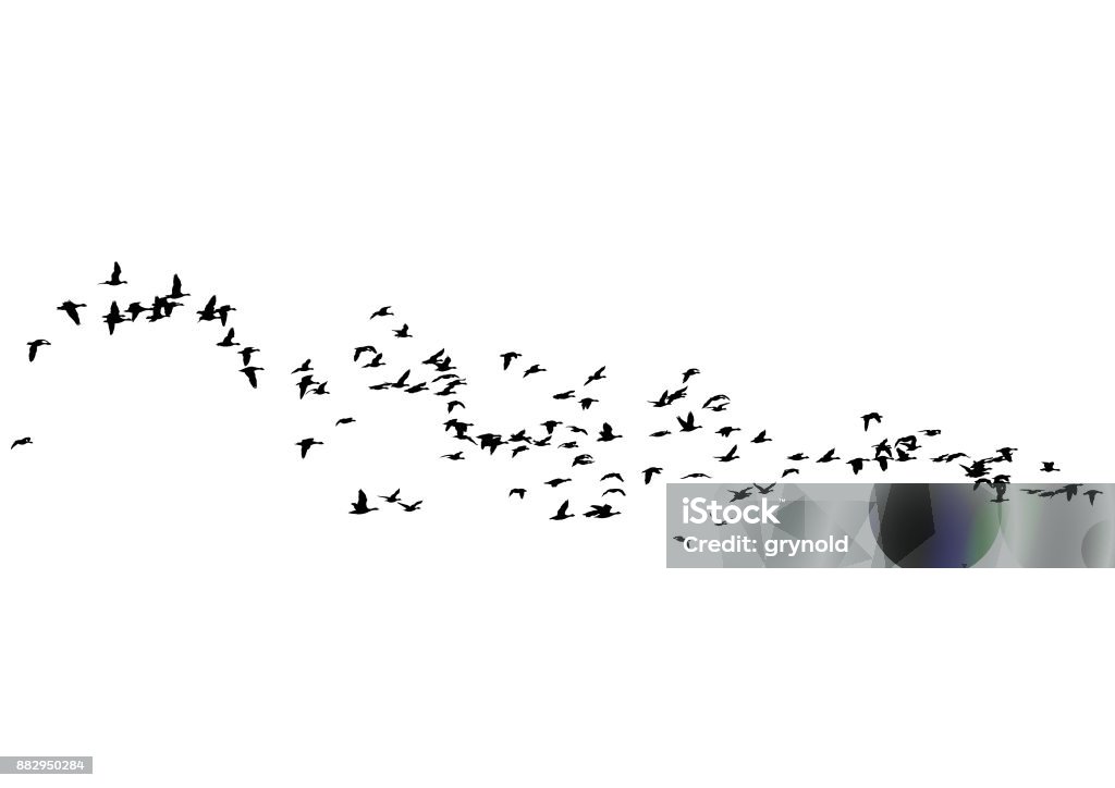 Flock of ducks Flock of ducks floating on sky on a white background Bird stock vector