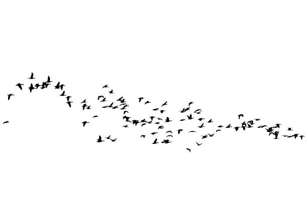 Flock of ducks Flock of ducks floating on sky on a white background flock of birds stock illustrations