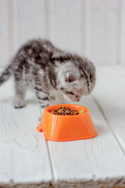 istock Small young kitten and orange bowl with kitten food. 882950592