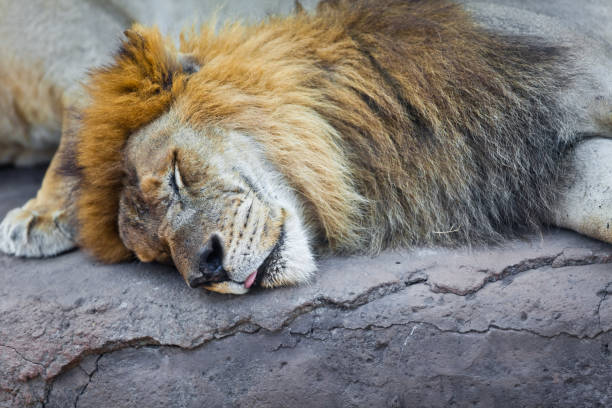 istock King of  Laziness 882959588
