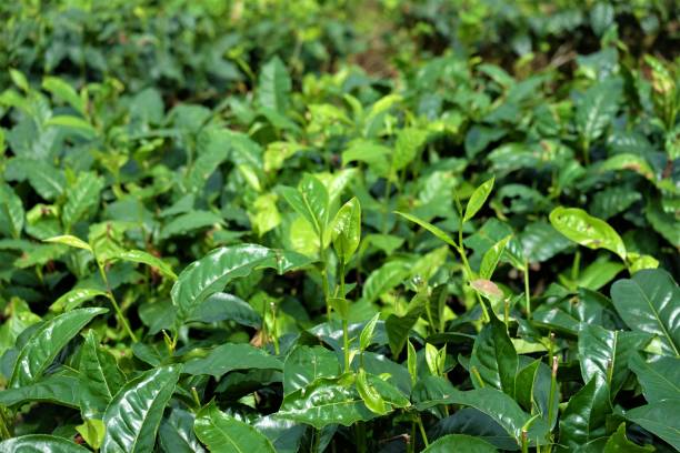 istock Tea plantation farm hills 882965540