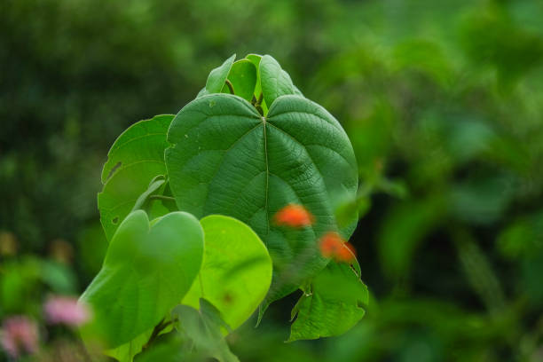 istock Heart Shape green leaves 882967032