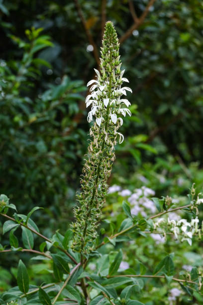 istock Beautiful bunch of wild white flowers 882967092