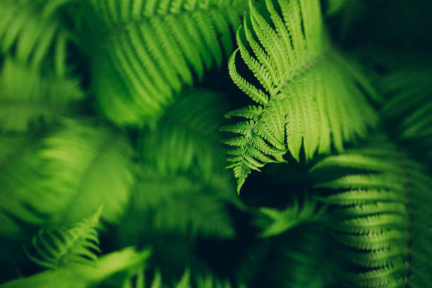 Beautiful fern leaves, macro Beautyful ferns leaves green foliage natural floral fern background in sunlight. polypodiaceae stock pictures, royalty-free photos & images