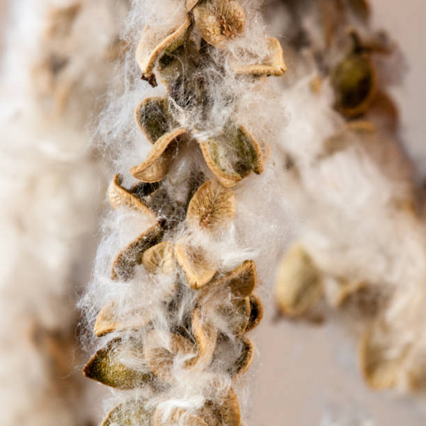 istock Black poplar fruits 882984044