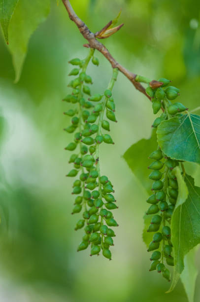 istock Black poplar fruits 882984062