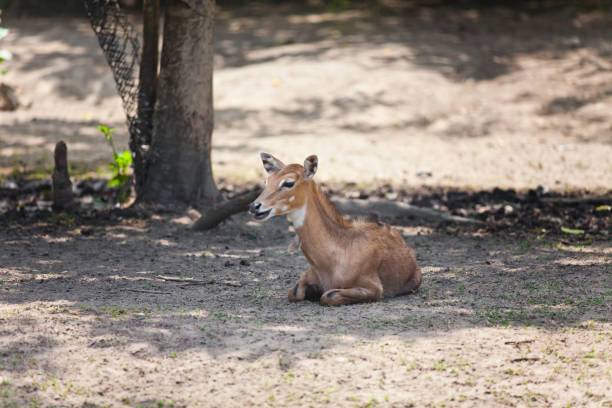Shy Impalas - Aepyceros melampus