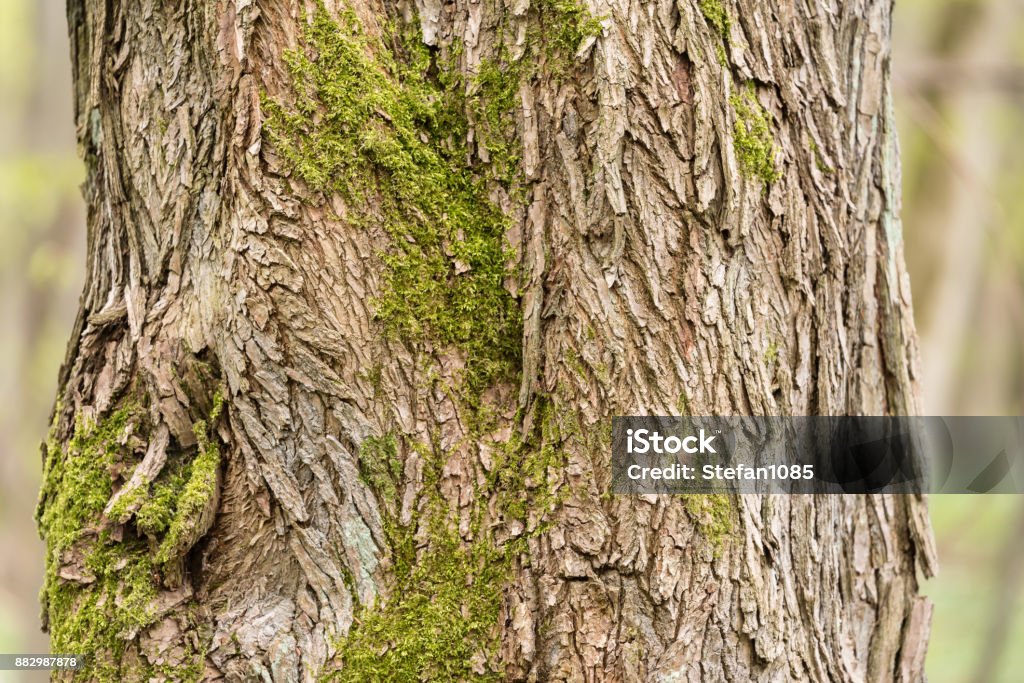 Tree trunk Close up from tree trunk Abstract Stock Photo
