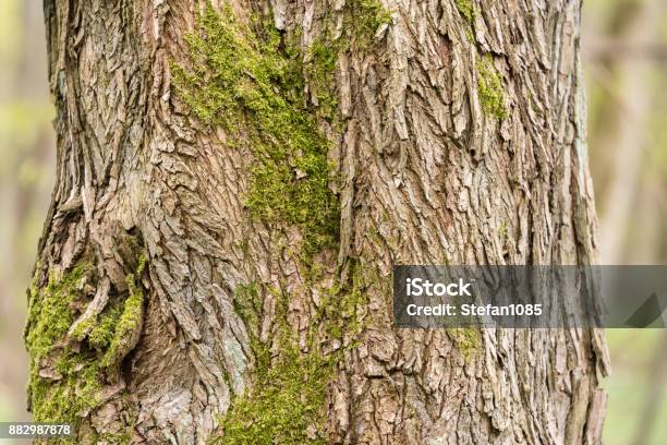 Tree Trunk Stock Photo - Download Image Now - Abstract, Bare Tree, Brown