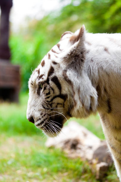 White Royal Bengal Tiger
