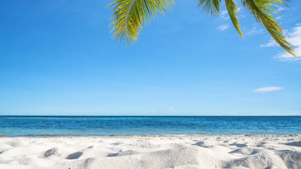 istock Tropical beach sand dune and palm leafs 882991224