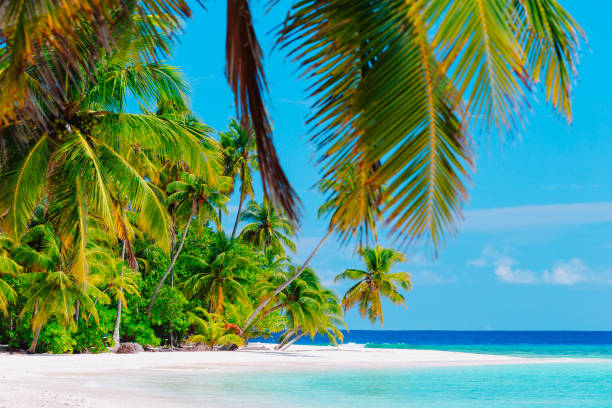 istock tropical sand beach with palm trees 882991338