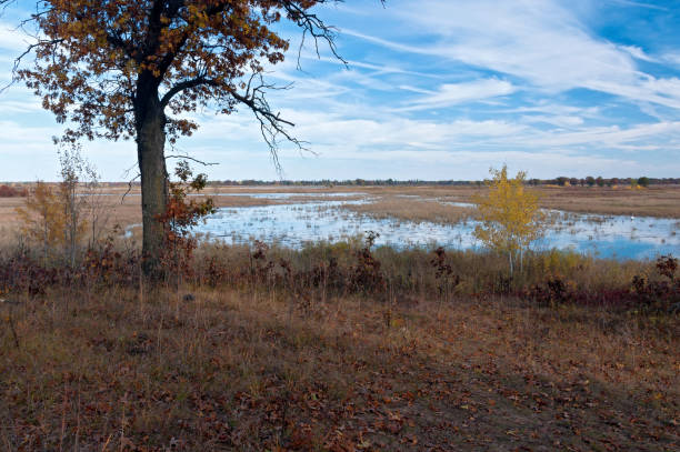 istock Marsh and Lone Oak at Necedah 882991404