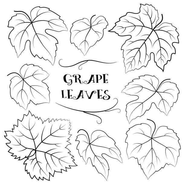 виноград оставляет черные пиктогр�аммы - grape leaf stock illustrations