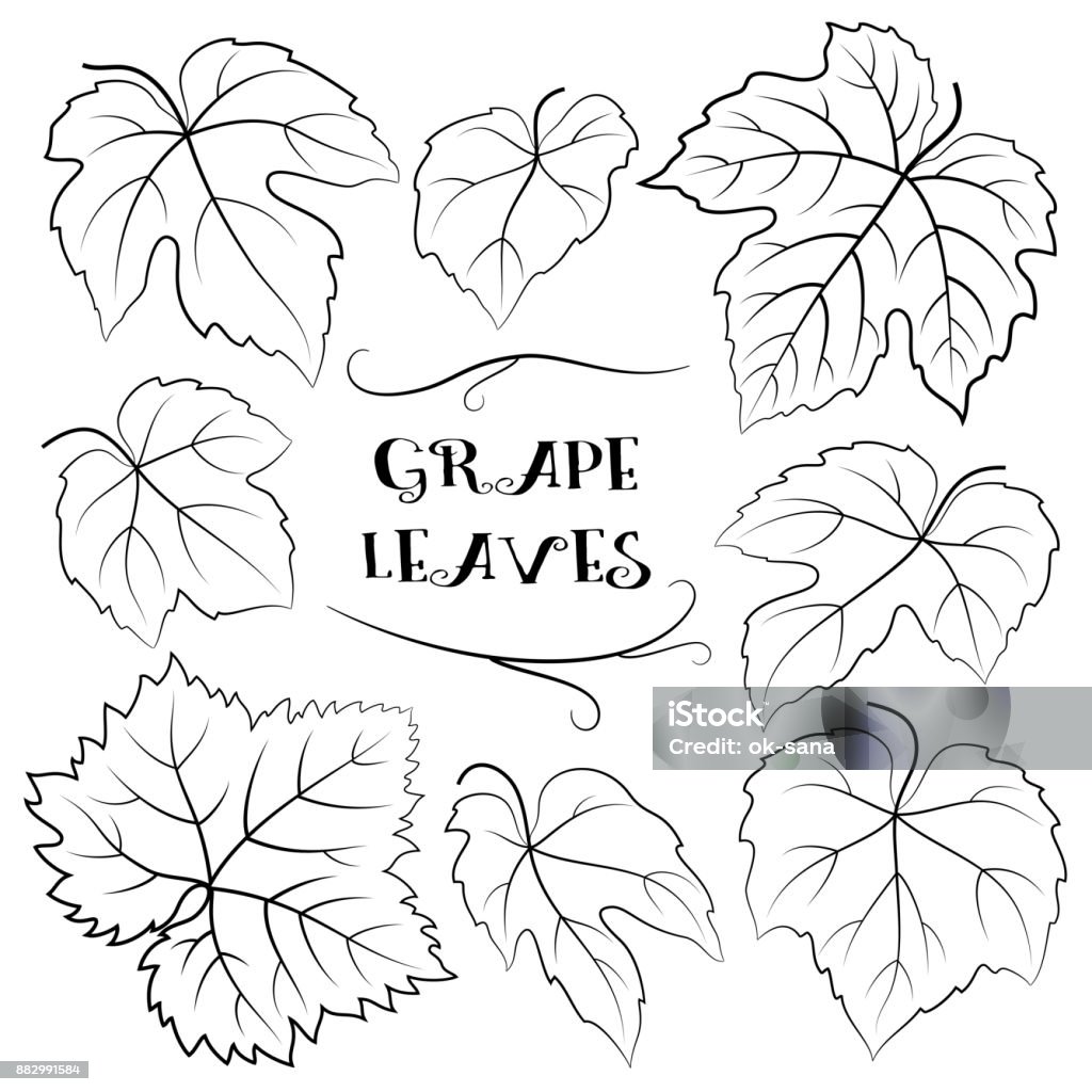 Grapes Leaves Black Pictograms Grapes Leaves Black Contour Pictograms Isolated on White Background. Vector Grape Leaf stock vector