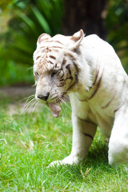 biały królewski tygrys bengalski - tiger zoo animal awe zdjęcia i obrazy z banku zdjęć