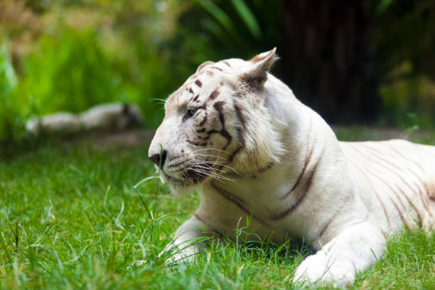 istock White Royal Bengal Tiger 882998138