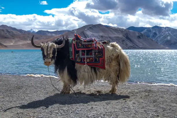 Yak is a long-haired bovid found throughout the Himalayan region of the Indian subcontinent, the Tibetan Plateau and as far north as Mongolia and Russia.
